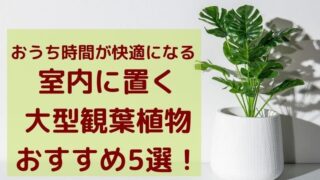 観葉植物がプレゼントによい意味を知りたい 花のときめき宝箱