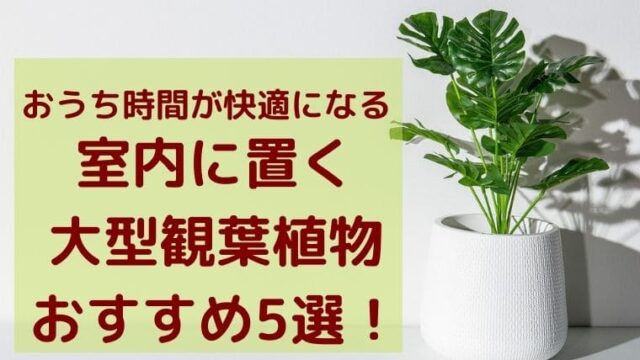 室内に置く大型観葉植物おすすめ5選 花のときめき宝箱