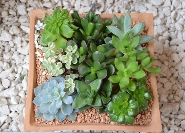 観葉植物がプレゼントによい意味を知りたい 花のときめき宝箱