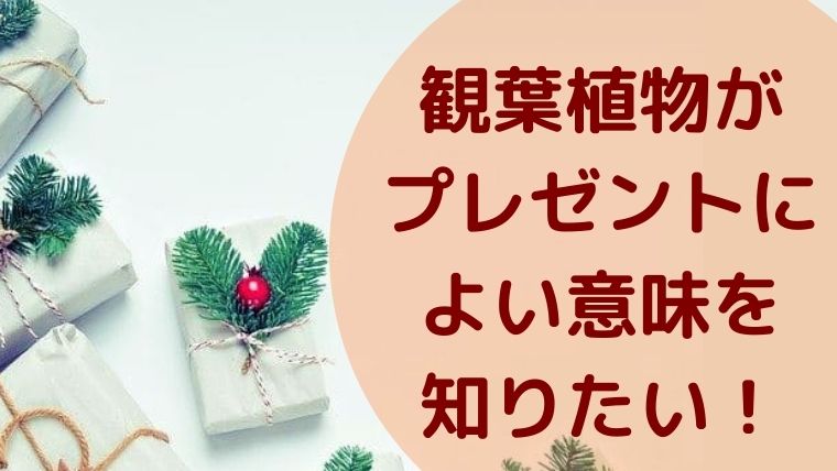 観葉植物がプレゼントによい意味を知りたい 花のときめき宝箱