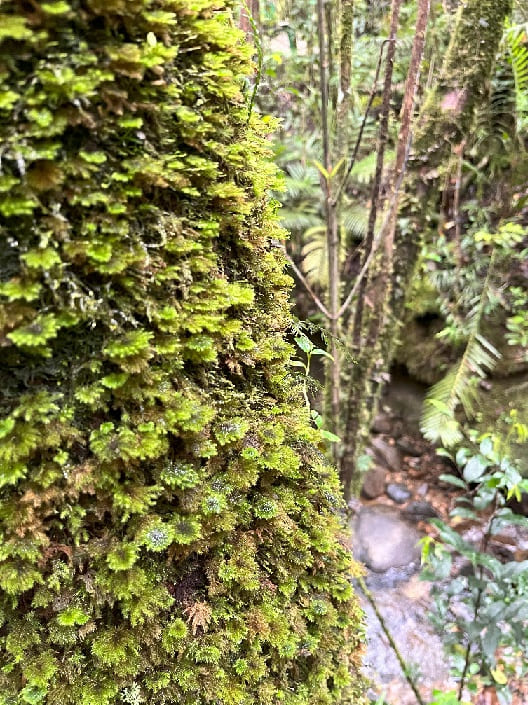 ボルネオ島の苔